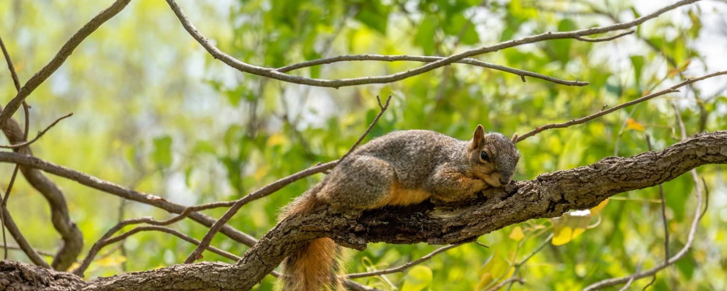 Where Do Squirrels Sleep At Night Cute Fluffy Creatures