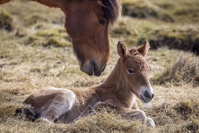 Different sleep for different ages in horse