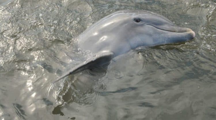 Dolphin Breathing
