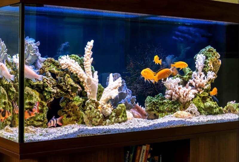 Fish tank