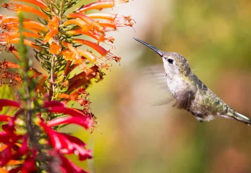 Fun Facts About Hummingbirds