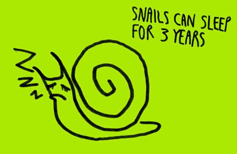 Snails sleep for 3 years