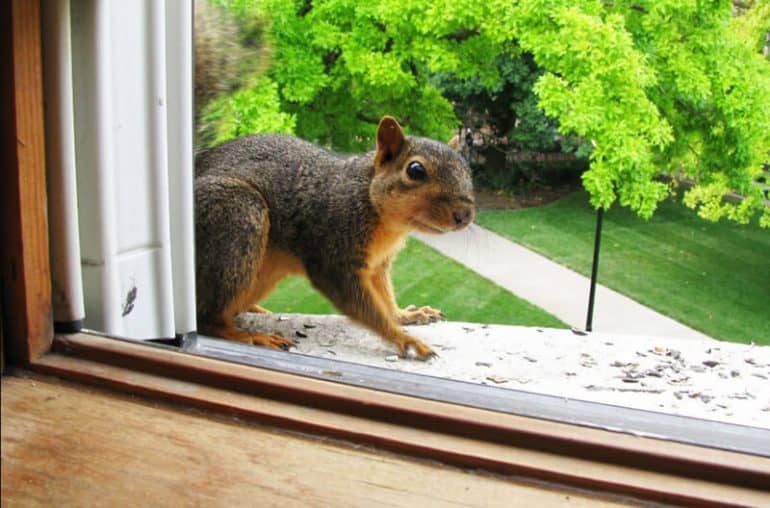 Where Do Squirrels Sleep At Night? Cute Fluffy Creatures