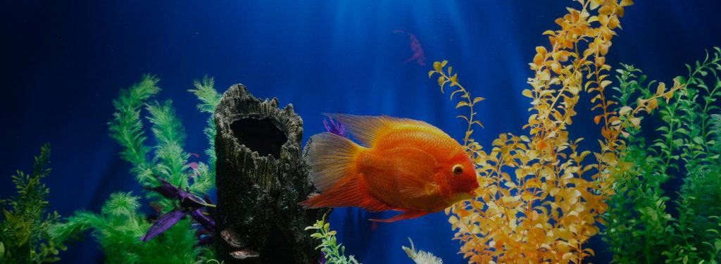 How Do Fish Sleep? | Get The Most Sofishticated Answers