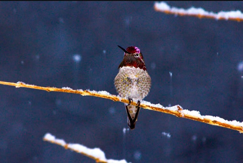 hummingbirds endure cold winter nights