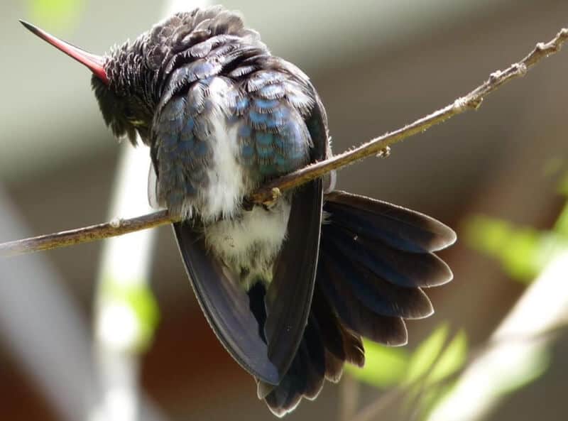 Where Do Hummingbirds Sleep