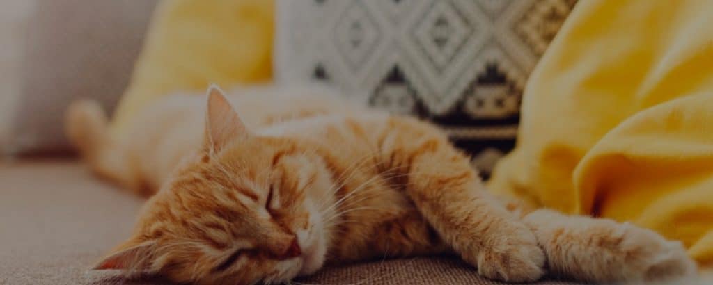 Why Do Cats Sleep So Much? The Purrfect Answers