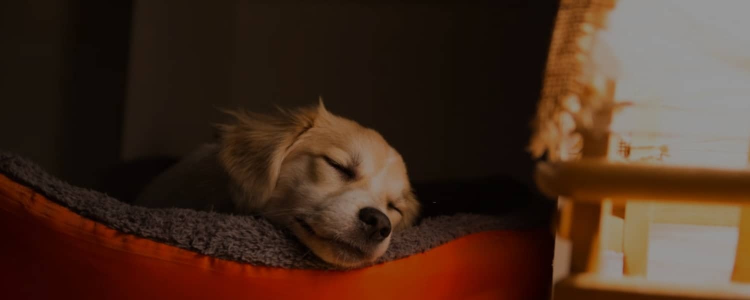 have-you-ever-wondered-why-do-dogs-sleep-so-much